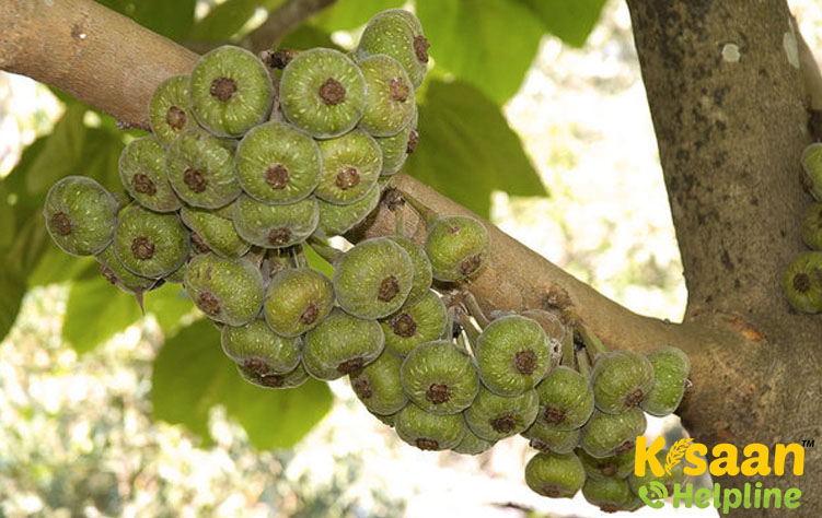 Brown Turkey (ब्राउन तुर्की)